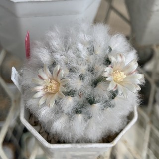 แมมขนแกะ Mammillaria Bosacana v. multilanata