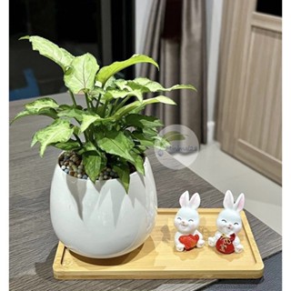 เงินไหลมาแคระ + กระถางเซรามิกขนาด 3.5 นิ้ว (พร้อมถาดรองไม้) …