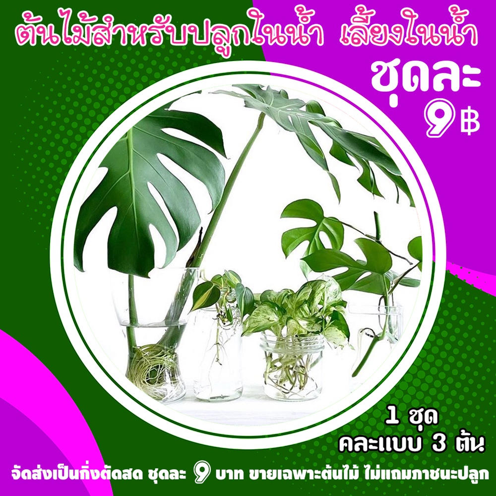 ต้นไม้มงคล ปลูกในน้ำน้ำ ประดับ ปลูกในบ้าน ชุดละ 9 บาท
