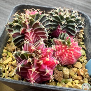 (LB37) ต้นยิมโนด่าง คัดพิเศษ ไม้เมล็ด - (gymnocalycium) - แคคตัส/มะเขือ OLQN