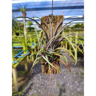 Tillandsia capitata v. domingensis แบบติดตอไม้ ทิลแลนเซีย