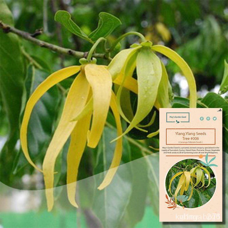 ผลิตภัณฑ์ใหม่ เมล็ดพันธุ์ จุดประเทศไทย ❤Ylang Ylang Tree Seeds, Cananga Odorata Seeds, Tree Seeds#00