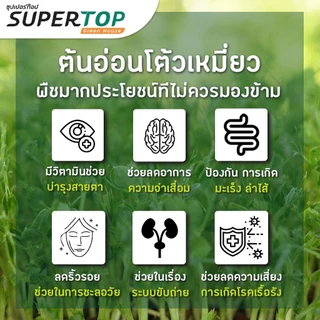 เมล็ดเพาะต้นอ่อน โต้วเหมี่ยว พันธุ์เมเปิ้ล (Pea Maple Microgreen) SUPERTOP ขนาด 1 KG.