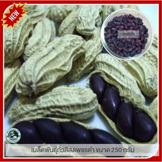 ผลิตภัณฑ์ใหม่ เมล็ดพันธุ์ 2022250 กรัม ถั่วลิสงเพชรดำ ถั่วลิสงดำ (black peanuts) ถั่วลิสง ถั่วเพชรดำ เมล็ดอวบอ้ /ผักชี P