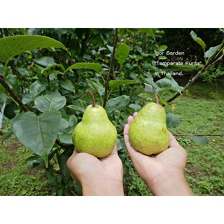 ต้นกล้าลูกแพรเขียวไทย (Thai Green Pear) 🍐 ราคากิ่งตอน 280  บาท/ขนาดสูง 60 - 70 ซม.