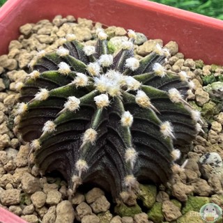 (R11) ต้นยิมโน LB2178 แท้ 13 พู ไม้เมล็ด - (gymnocalycium) - แคคตัส/ง่าย ปลูก สวนครัว เมล็ด/คะน้า WDTY