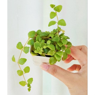 ต้นม่านสายไหม ไม้เถา เถาวัลย์จิ๋ว เกล็ดปลาหมอ (Pilea Depressa) ไม้ฟอกอากาศ ไม้เลื้อยกระถางแขวน ไม้เลื้อยคลุมดิน