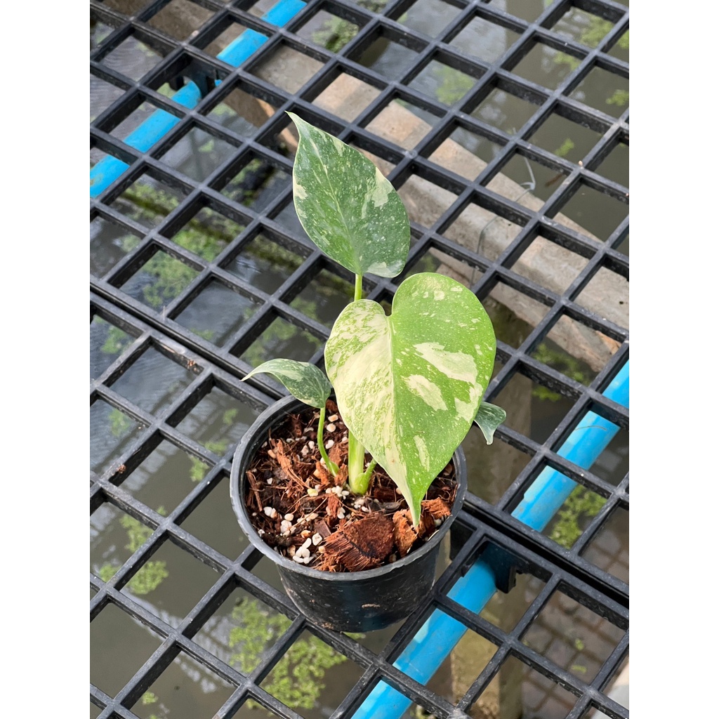 มุมมอง 5