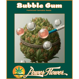 หมากฝรั่ง Bubble Gum เมล็ดกัญชา ตัวเมีย Feminized Cannabis Seeds