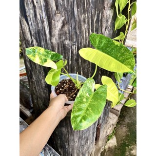 philodendron berlemarx variegated