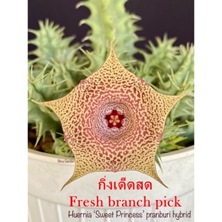 เก๋งจีน Huernia sweety princess pranburi hybrid *กิ่งเด็ดสด* แคคตัส ไม้อวบน้ำ Cactus and Succulent