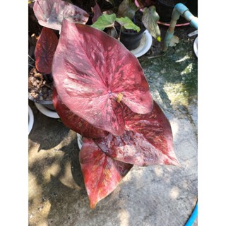 บอนสีเพชรมณฑลcaladium