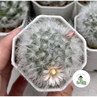 🌵 A Little cactus🌵| ขนแกะ