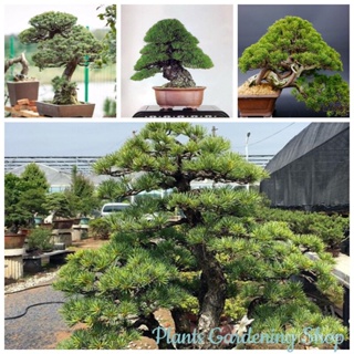 （คุณภาพสูง เมล็ด）เมล็ดพันธุ์ ต้นสนญี่ปุ่น ต้นสน (Japanese Pine Seeds) flower seeds 50 เมล็ด เ/ง่าย ปลูก สวนครัว /ผักชี Y