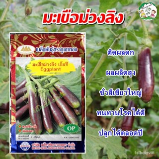 ผลิตภัณฑ์ใหม่ เมล็ดพันธุ์ จุดประเทศไทย ❤เมล็ดมะเขือม่วงลิง เอ็มที Eggplant เมล็ดมะเขือยาวม่วง เมล็ดอวบอ้วนมะเขื /คะน้า U