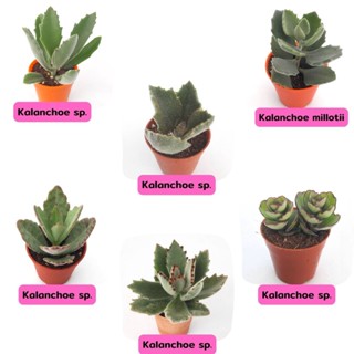 KT001-006 Kalanchoe sp. คารันโชค,Kalanchoe millotii คารันโชค มิลล็อตติอาย  cactus กระบองเพชร แคคตัส กุหลาบหิน พืชอวบน้ำ