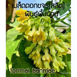 ผลิตภัณฑ์ใหม่ เมล็ดพันธุ์ จุดประเทศไทย ❤เมล็ดพันธุ์ขจร สลิด เมล็ดอวบอ้วนพื้นบ้าน ดอกกินได้มีกลิ่นหอม(บรรจุ 50 เม/ดอก CZ7