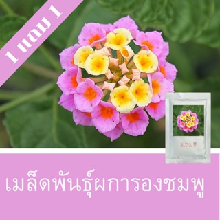 เมล็ดพันธุ์ผการอง 1แถม 1 (250 เมล็ด) ราคาถูกที่สุด!!