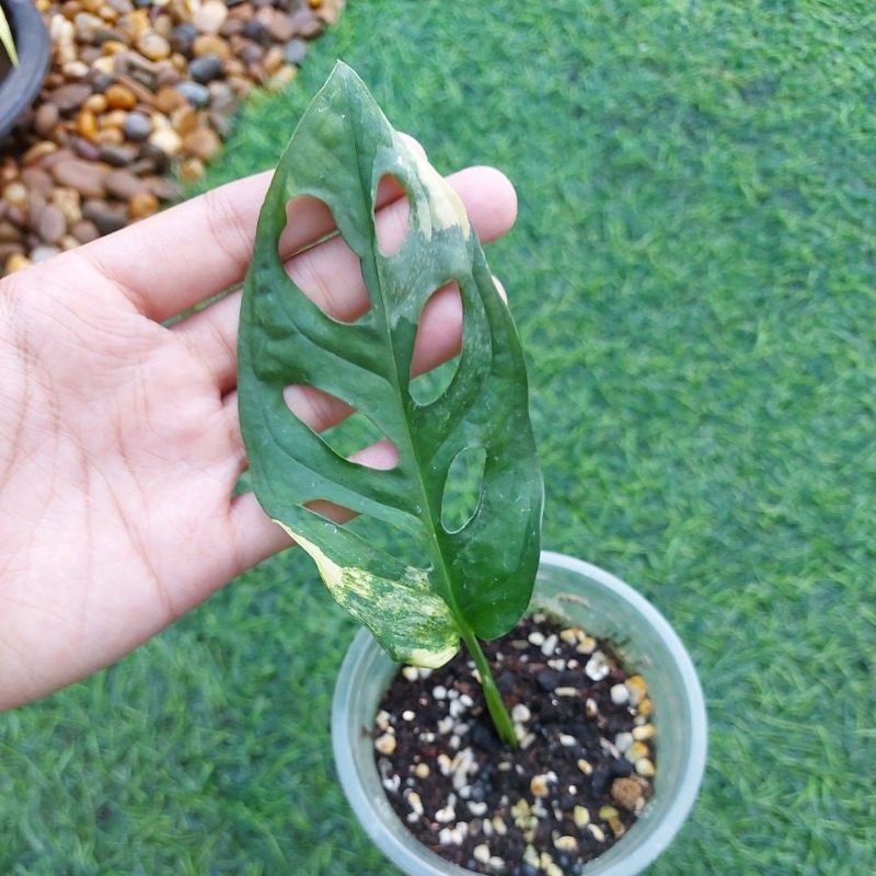 พลูฉลุยักษ์ด่างเหลือง monstera adansonii variegated