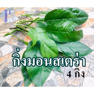 กิ่งมอนสเตอร่าติดรากพร้อมปลูกลงดิน / พลูฉีก-พลูแฉก / ราชินีแห่งไม้ใบ (Herricane plant / Swiss cheese plant)