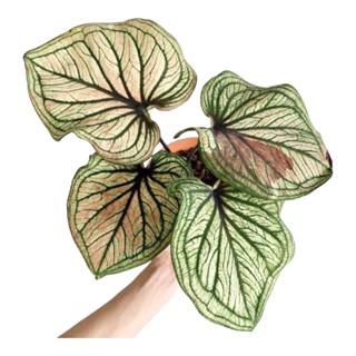 บอนสี มิ่งมงคล 2-3 ใบ (Caladium sp. mingmongkon)