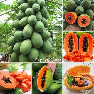 ผลิตภัณฑ์ใหม่ เมล็ดพันธุ์ จุดประเทศไทย ❤[Fast Germination] Ready Stock In Philippines Dwarf Papaya Seeds（10 Pcs /ผักชี G