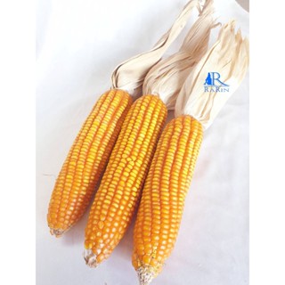 Rarin ถูกมาก!!! ข้าวโพด ตกแต่ง ( ราคา/ฝัก) เหมาะกับ ร้านกาแฟ คาเฟ่ห์  แต่งร้าน พร๊อพถ่ายรูป DIY