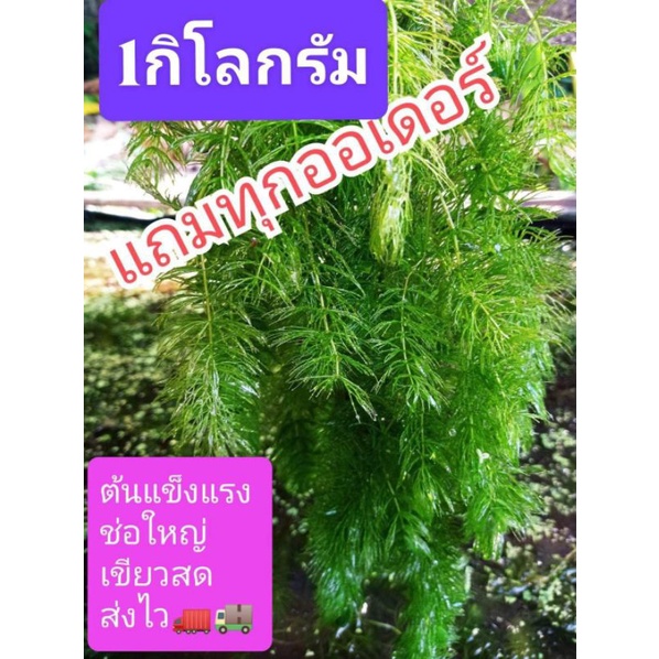 สาหร่ายหางกระรอก 1 กิโลกรัม 89บาทhttps://youtu.be/dfk8uWPQ4bQ