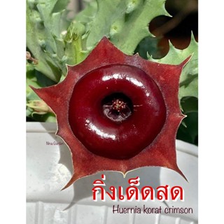 เก๋งจีน Huernia Korat Crimson  *กิ่งเด็ดสด* แคคตัส ไม้อวบน้ำ Cactus and Succulent