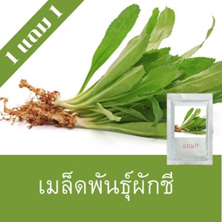 เมล็ดพันธุ์ผักชีฝรั่ง 1แถม1 (750 เมล็ด) ถูกที่สุด!!