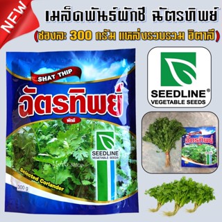 เมล็ดผักชีฉัตรทิพย์ (SHAT THIP) ขนาด 300 กรัม ผักชีฉัตรทิพย์ (อิตาลี) เมล็ดผักชี เมล็ดผักชี เมล็ดพันธุ์ผักชี ผักชี