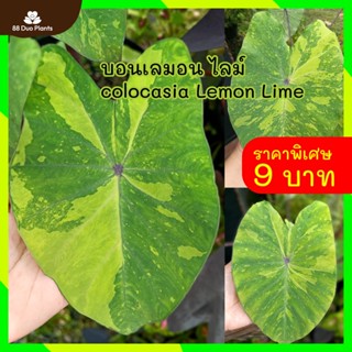 เลม่อนไลม์ Lemon Lime บอน​เลมอนไลม์ Colocasia​ Lemon Lime​ Gecko