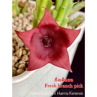 เก๋งจีน Stapelia Nudiflora x Huernia Keniensis *กิ่งเด็ดสด* แคคตัส ไม้อวบน้ำ Cactus and Succulent