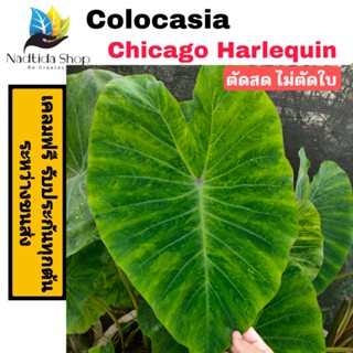 Colocasia Chicago Harlequin ตัดสด ไม่ตัดใบ โคโลคาเซีย ชิคาโก้ ฮาร์เล่ควีน