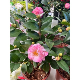 ต้นคาเมเลีย คามิเลีย Camellia ดอกชมพู กระถาง 7 นิ้ว ความสูงประมาณ 30-60cm