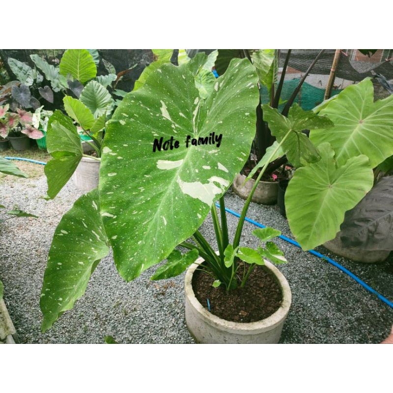 Plants 30 บาท Colocasia ‘Milky Way’ บอนโคโลคาเซีย มิลค์กี้เวย์ แท้100%(ไม้ตัดสด) Home & Living