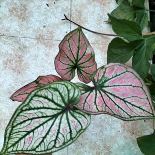 บอนสีมิ่งมหามงคล caladium m