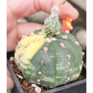 แอ​สโตร​ไฟตัม  #ด่างสวย   #แคสตัส castus​ Astrophytum แอสโตร แอสโตร​ไ​ฟตั้​ม กระบองเพชร