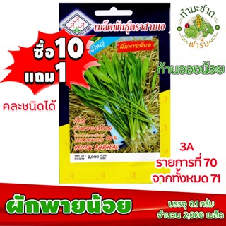 (ซื้อ10แถม1) เมล็ดพันธุ์ ผักพาย น้อย yellow burhead  ประมาณ 2,000เมล็ด 3A สามเอ ผักก้านจอง คันจอง ตาลปัตรฤาษี ผักพายเล็ก