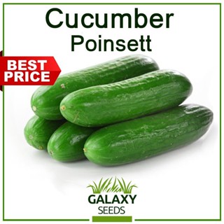 ผลิตภัณฑ์ใหม่ เมล็ดพันธุ์ จุดประเทศไทย ❤[Galaxy Seeds] Cucumber Poinsett Seeds for Planting Vegetable Plants (1 /มะเขือ