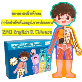 Body Structure Puzzle ของเล่นเด็ก ตัวต่อร่างกายมนุษย์ ของเล่นเสริมทักษะวัยเรียน อายุ3ปีขึ้นไป ของเล่นวิทยาศาสตร์ TY189