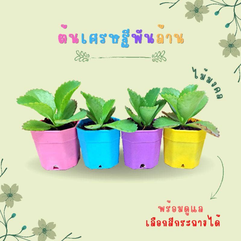 ต้นเศรษฐีพันล้าน ไม้มงคล พร้อมเลี้ยงดู โตไว สีกระถางสดใสฝุดๆ