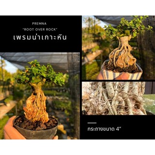 เพรมน่าเกาะหิน (ใบเขียว) 🪨🌱root over rock bonsai กระถางพลาสติกขนาด 4 นิ้ว บอนไซจิ๋ว