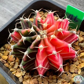 (G46) ต้นยิมโนด่าง คัดพิเศษ ไม้เมล็ด - (gymnocalycium) - แคคตัส/ง่าย ปลูก สวนครัว เมล็ด/ผักชี 253F