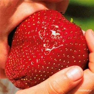 ผลิตภัณฑ์ใหม่ เมล็ดพันธุ์ 2022เมล็ดอวบอ้วน สตรอว์เบอร์รี strawberry เมล็ดอวบอ้วนสตรอเบอร์รี่ พืชคลุมดิน สตรอว์เบ/ผักชี R