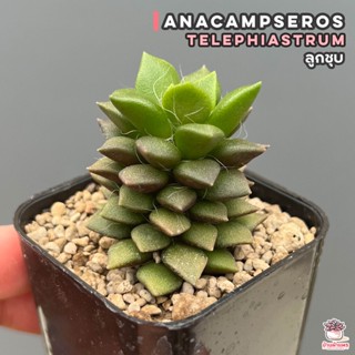 ลูกชุบ Anacampseros telephiastrum ไม้อวบน้ำ กุหลาบหิน แคคตัส กระบองเพชร cactus&amp;succulent