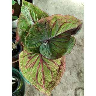 บอนสีหลวงปู่ทิมcaladium