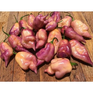 เมล็ดพันธุ์พริก ทัชมาฮาล พิงค์ พีช (Taj Mahal Pink Peach Pepper Seed) บรรจุ 15 เมล็ด ของแท้ คุณภาพดี ราคาถูก นำเข้าจาก