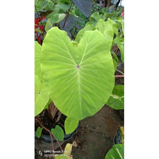 Colocasia red eyed gecko