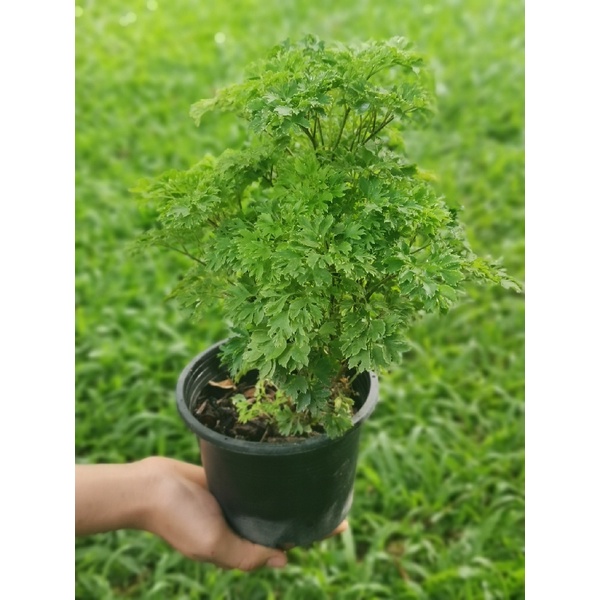 เล็บครุฑใบผักชี ไม้ประดับทานได้